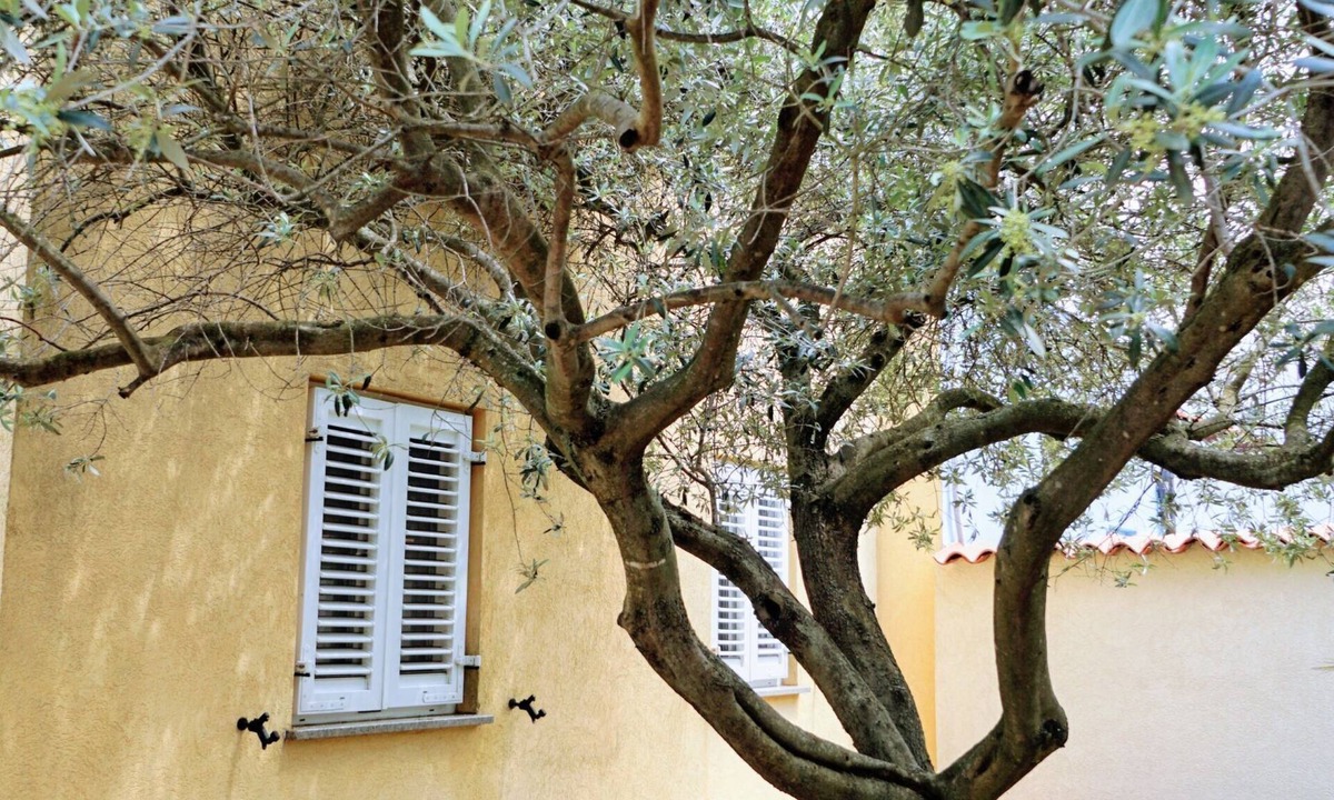 Crveni Vrh Apartment | Apartments KRISTIJANA Monterosso (31959-A1) - Crveni Vrh