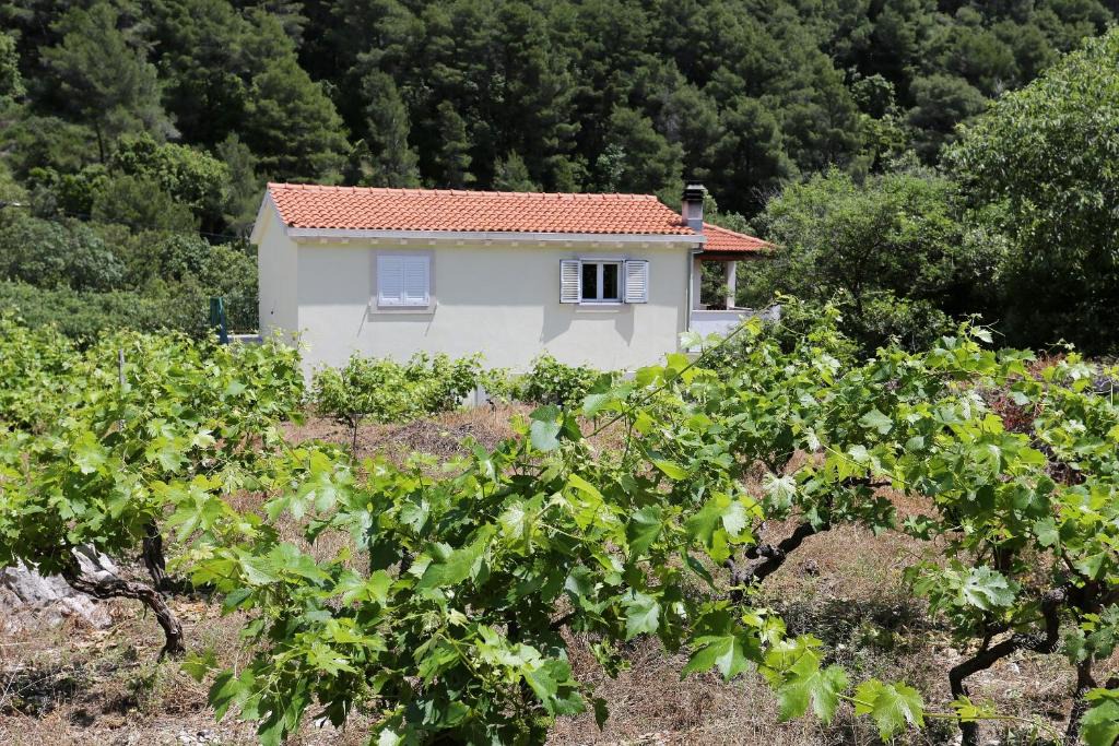 Trstenik Apartment | Apartments with parking space Trstenik, Peljesac - 10109