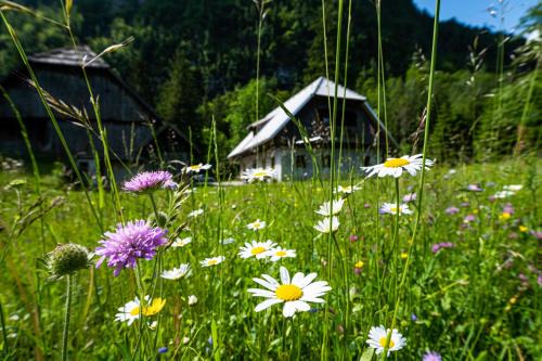Studor House | Guhar Homestead - Triglav Valley Retreat