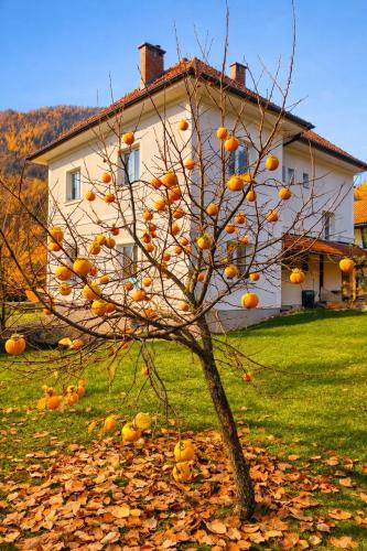 Jesenice Apartment | Vila Marla