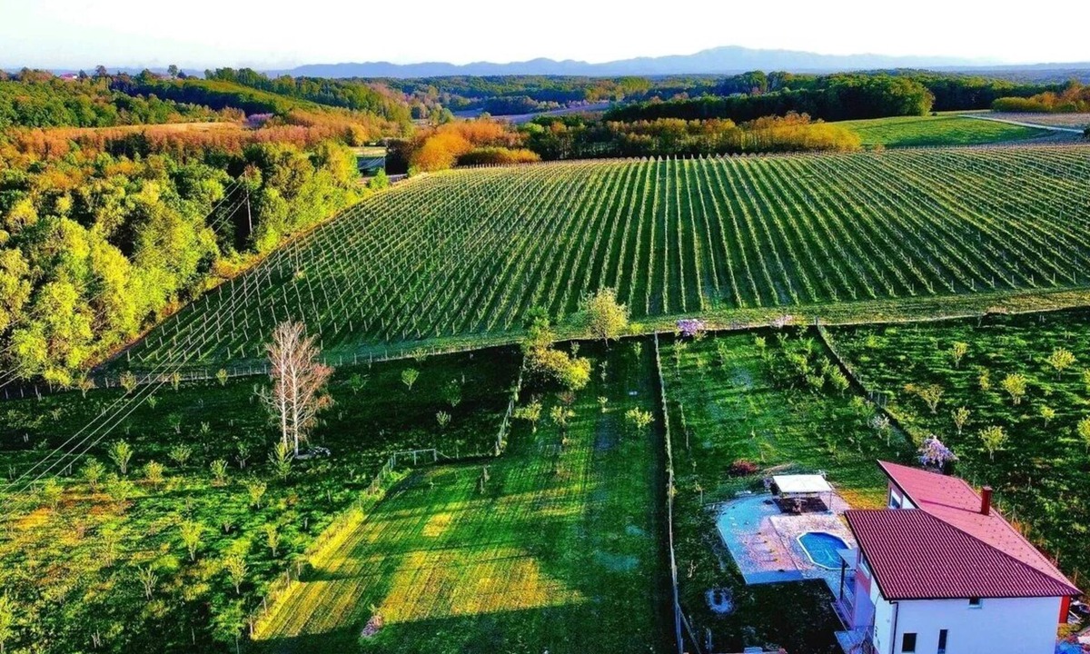 Gornji Mihaljevec House | Vinewood - Saltwater Pool, Jacuzzi and Stunning Vineyard View
