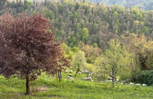 Kambresko Apartment | Apartma na podeželju - Slovenia Nature