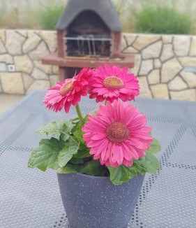 Supetarska Draga Apartment | Apartmani "Sandro" Gonar