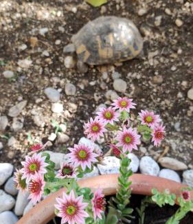 Donja luka Apartment | Beach Garden Family Apartment