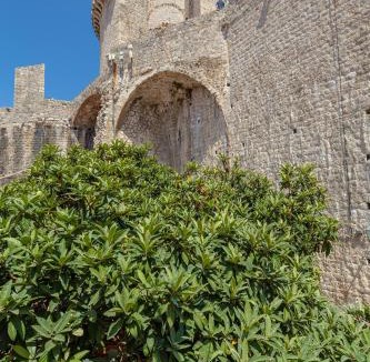 Dubrovnik Old Town Apartment | Dominium Old City Suite