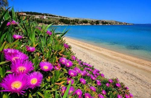 Vlasici House | Little Heaven on Earth - Apartmani Martina