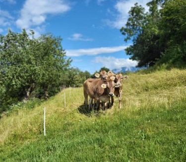 Tolmin Other | Oddih pr Toniqu