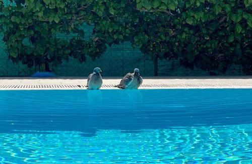Mali Maj Bed & Breakfast | Pansion Margerita