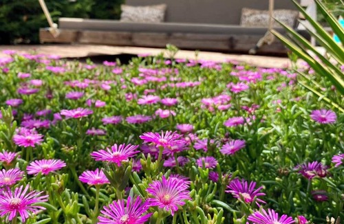 Koper Apartment | Sunvilla - garden view studio