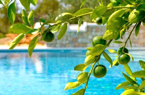 Bol House | Villa Lucija Bol