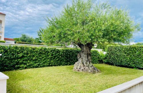 Musalez Apartment | Villa Ulivo Apartments