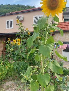 Apartman Mustapić in Pižnovac