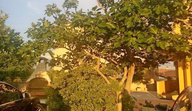 Apartment Maja, (13475), Lopar, hr