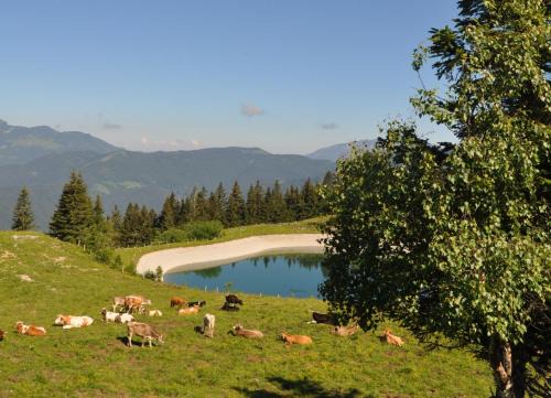 Apartment MOUNTAIN PEARL Golte in Mozirje