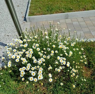 Daisy in Lokev