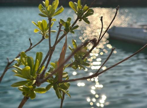 Echoes of Mljet - Odjeci Mljeta