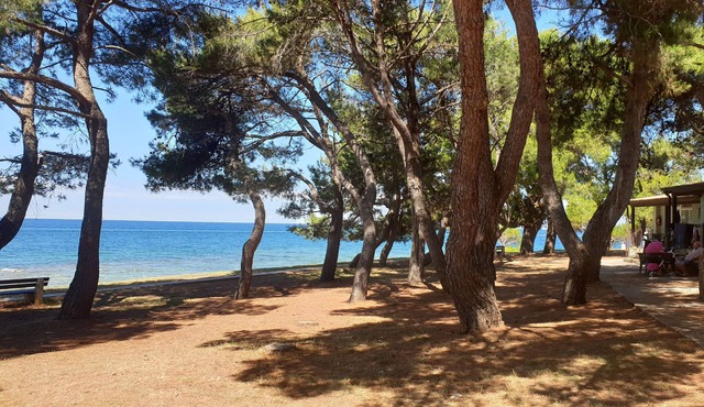 Family Bungalow Pineta