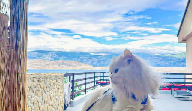 Mila's pet friendly holiday house with private beach place and sunbeds included