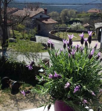 moonflower in Sezana