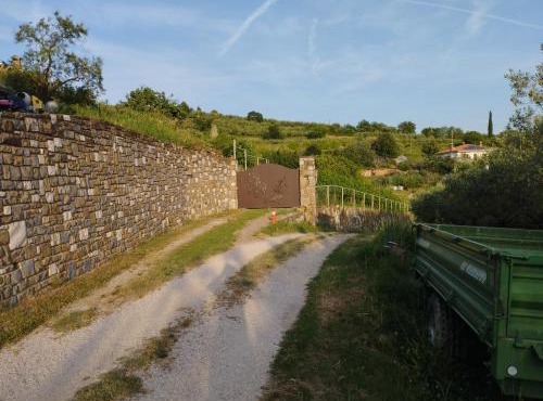 Olive ranch in Strunjan