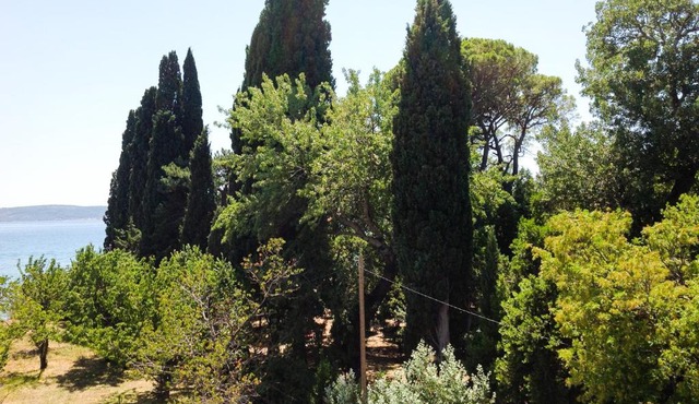 Palmaja in Kaštela