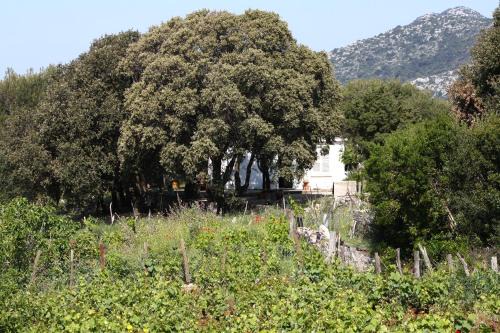 Seaside secluded apartments Cove Blaca, Mljet - 615 in Saplunara