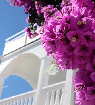 Villa Maris app 1 in Veli Iž