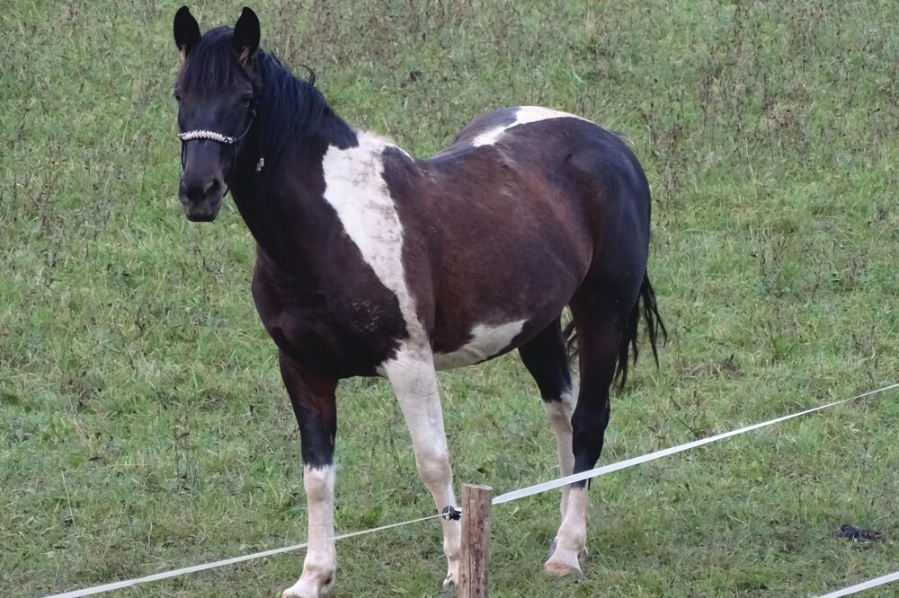 Photo of Others in Crnomelj