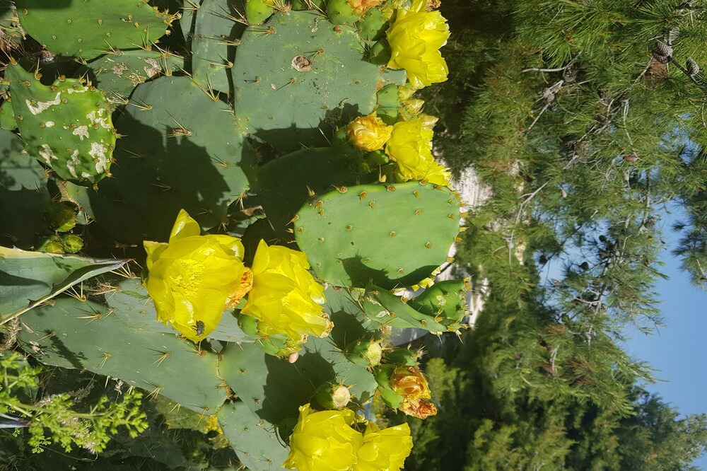Photo of Outdoor in Veliki Drvenik