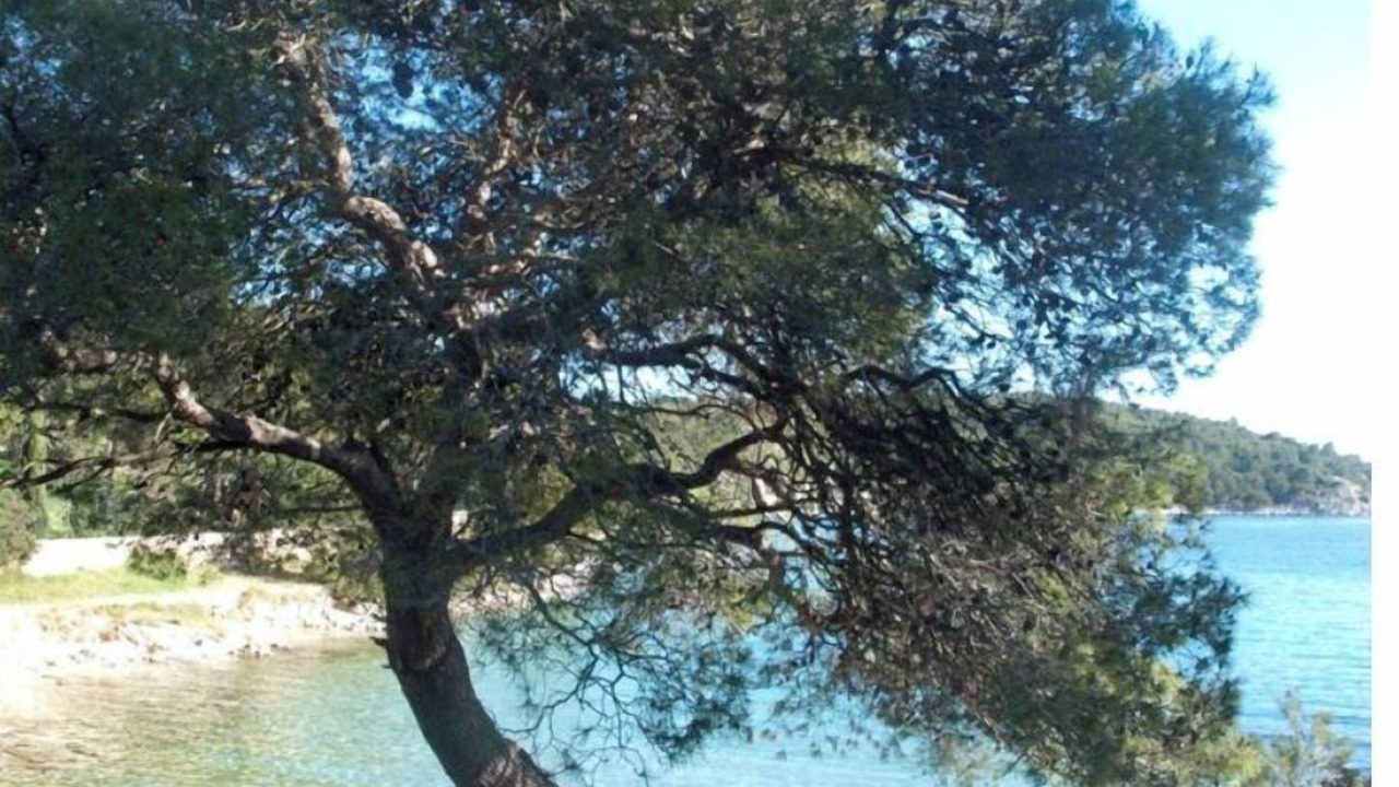 Photo of Others in Cove Osibova (Milna)