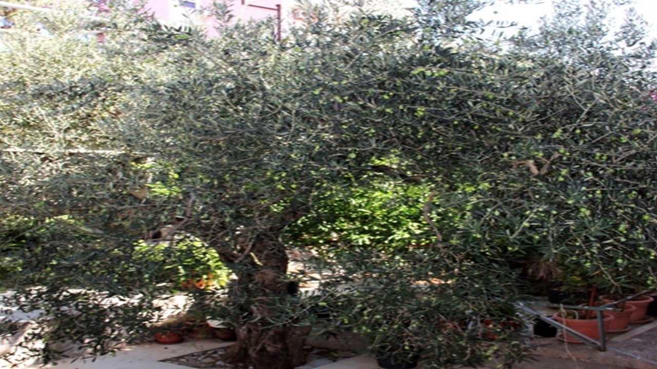 Photo of Outdoor in Cavtat
