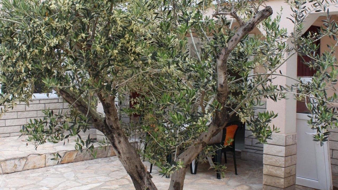 Photo of Outdoor in Kustici