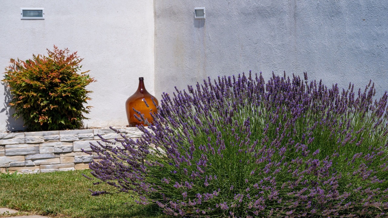 Photo of Outdoor in Bribir