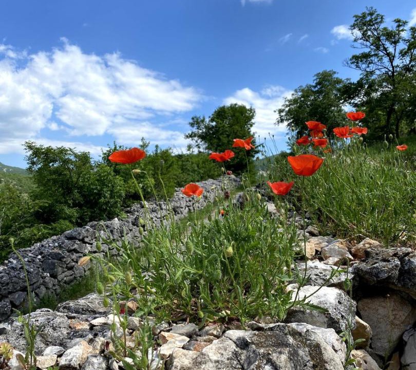 Photo of Others in Praputnjak