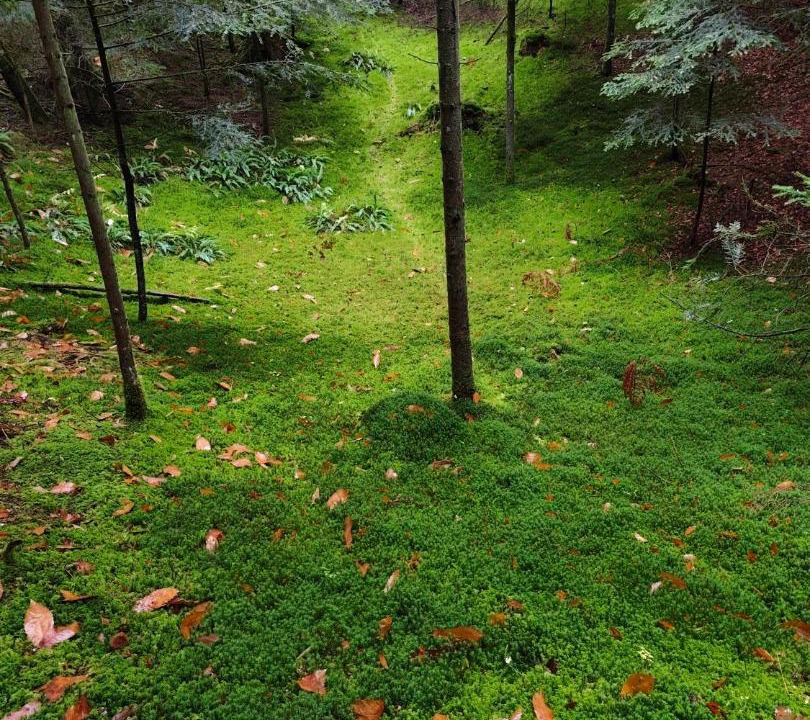 Photo of Others in Podnart