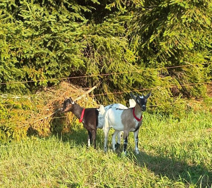 Photo of Others in Ravna Gora