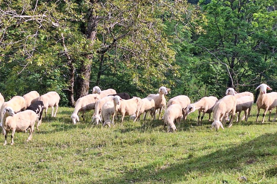 Photo of Others in Zgornje Jezersko