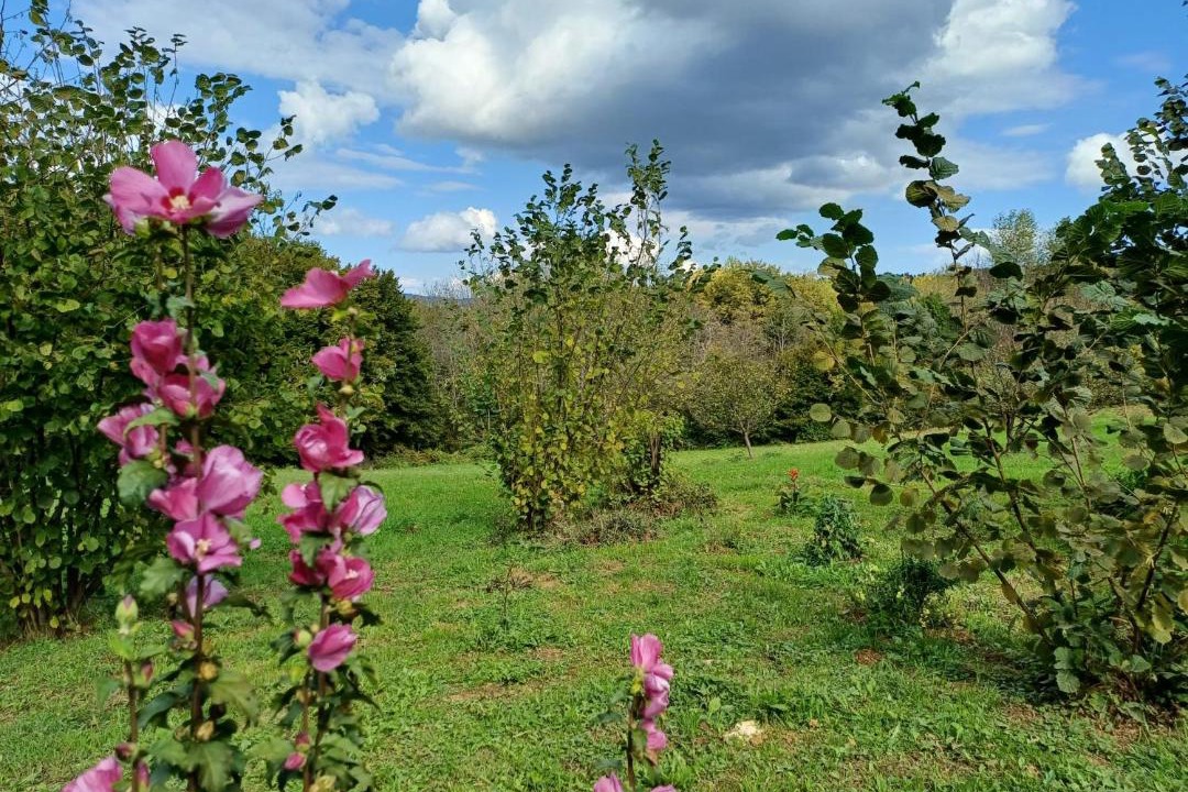 Photo of Others in Vojnic