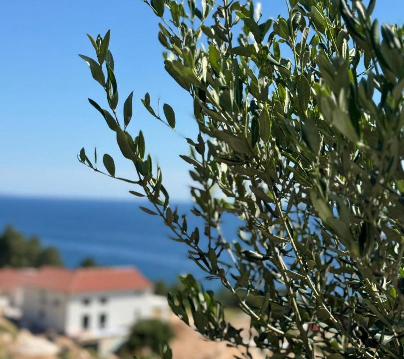 Photo of Others in Hvar
