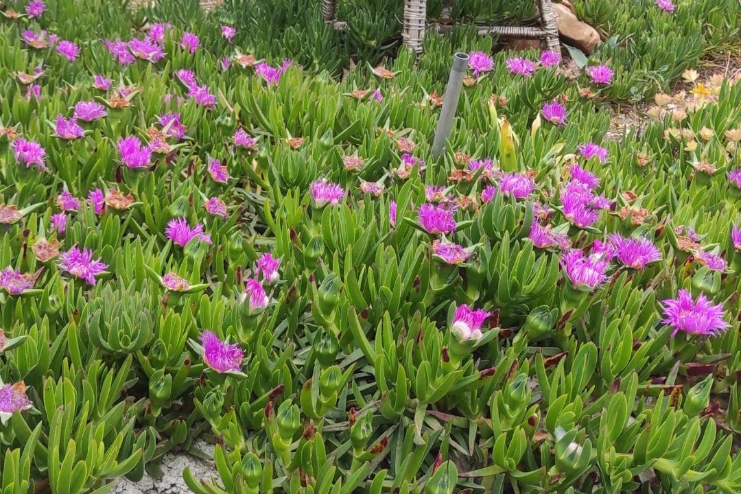Photo of Outdoor in Cove Osibova (Milna)
