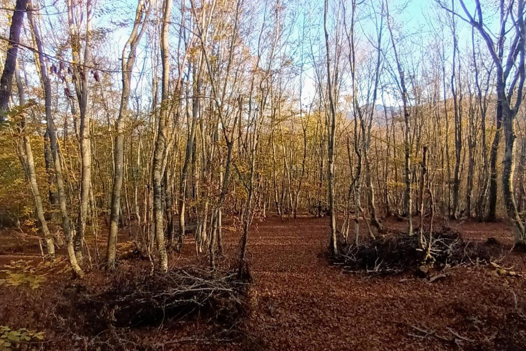 Photo of Others in Trnovac