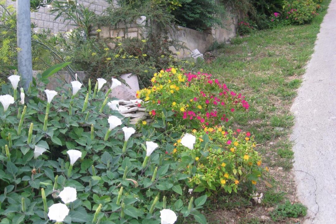 Photo of Others in Rabac