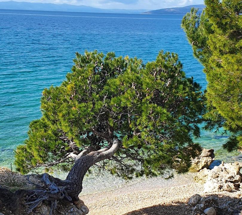 Photo of Others in Batinici
