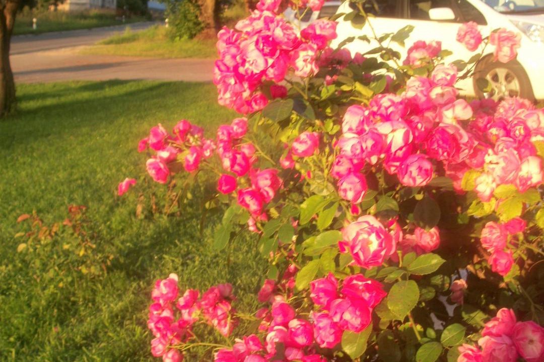 Photo of Others in Vrhovine