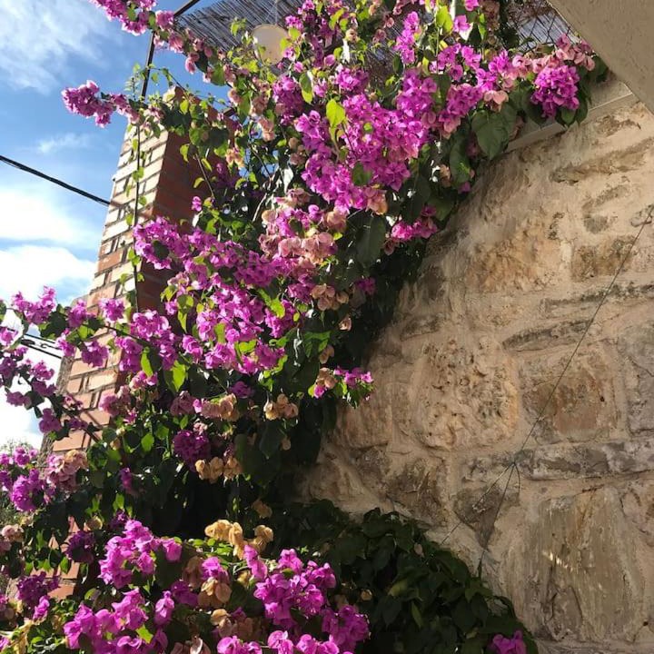 Photo of Others in Skradin