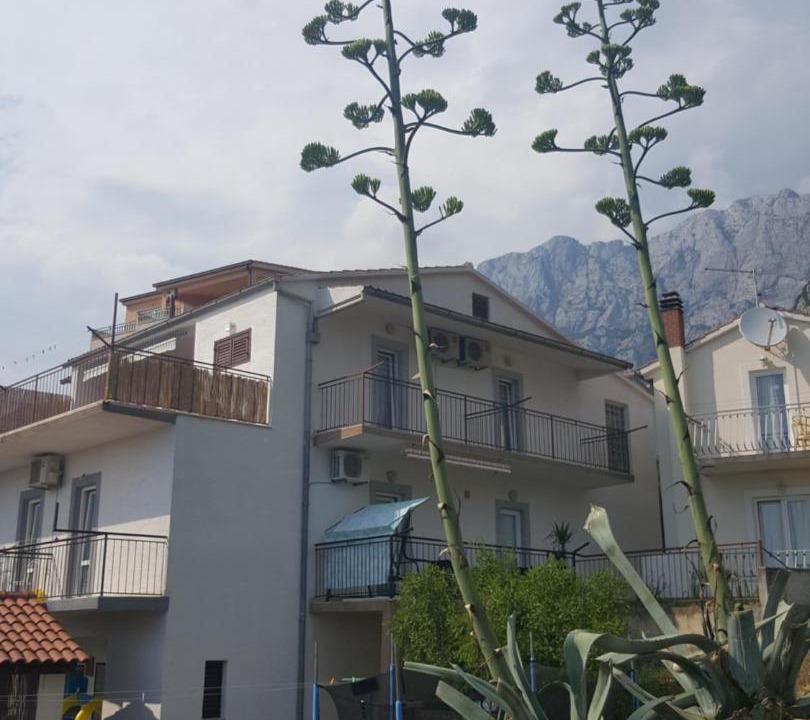 Photo of Others in Batinici