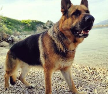 Bosana Apartment | Mila's Pet Friendly Holiday House Heated Huge Terrace BBQ